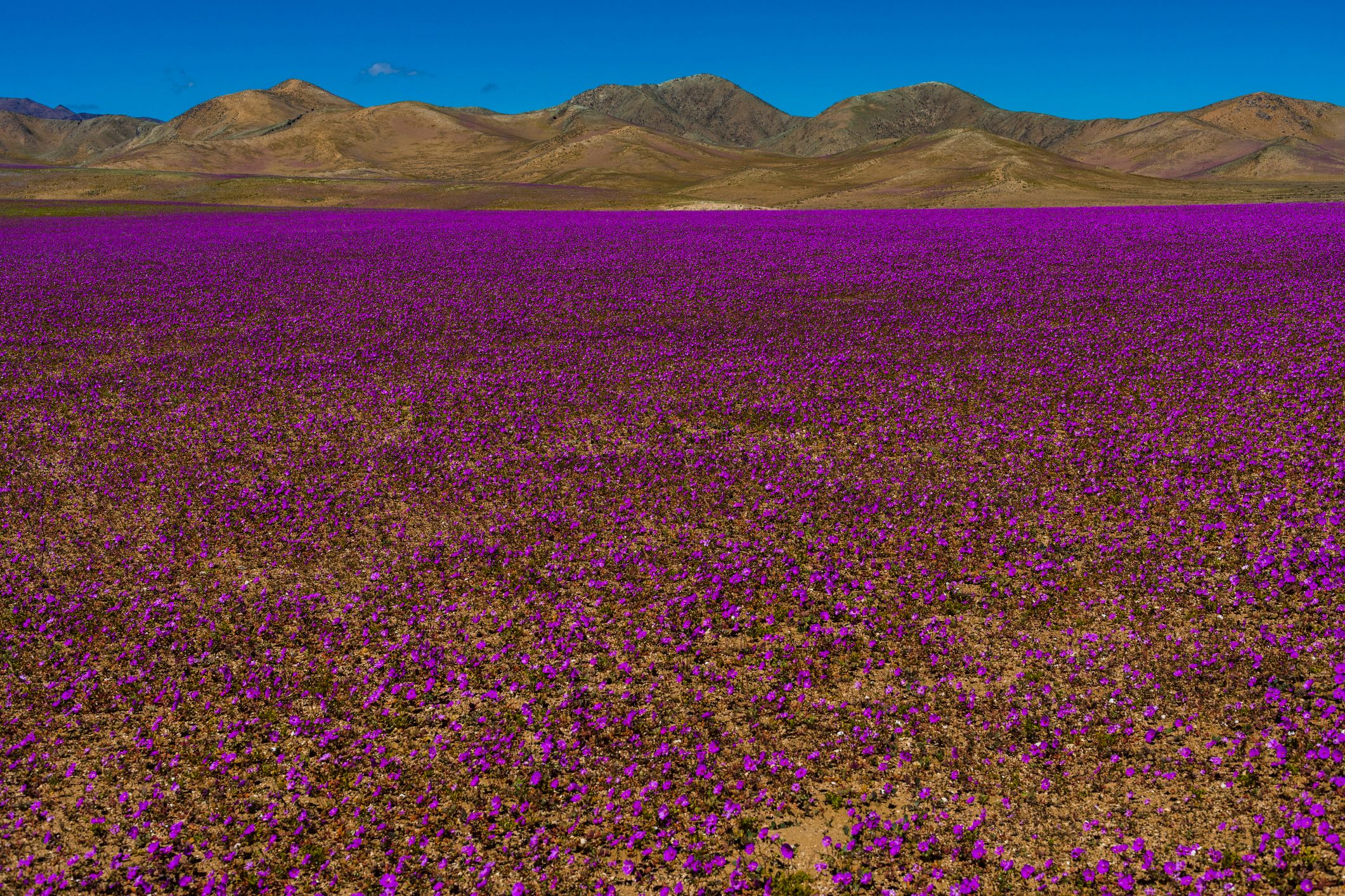 Copiapó
